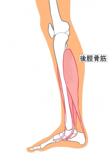 後脛骨筋